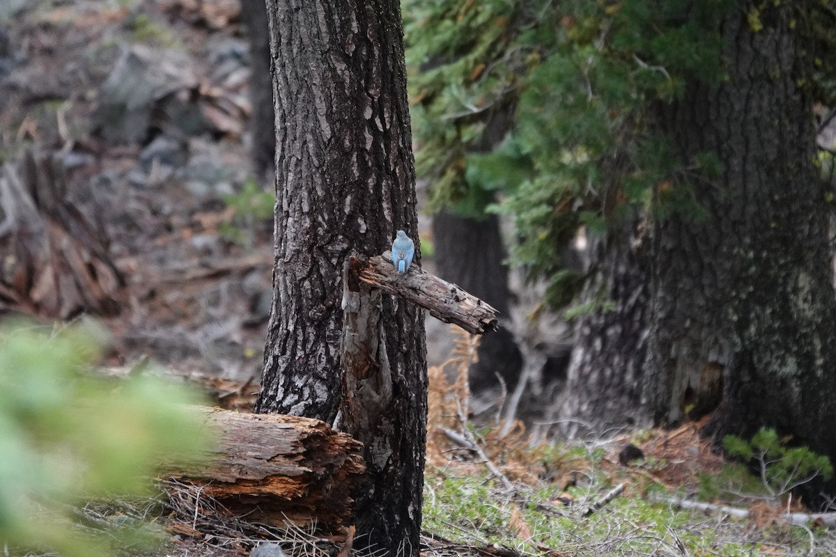 Mountain Bluebird - ML623859451