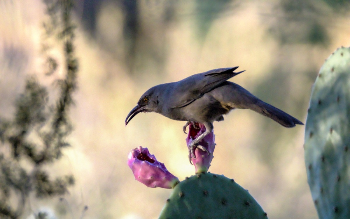 Curve-billed Thrasher - ML623859453