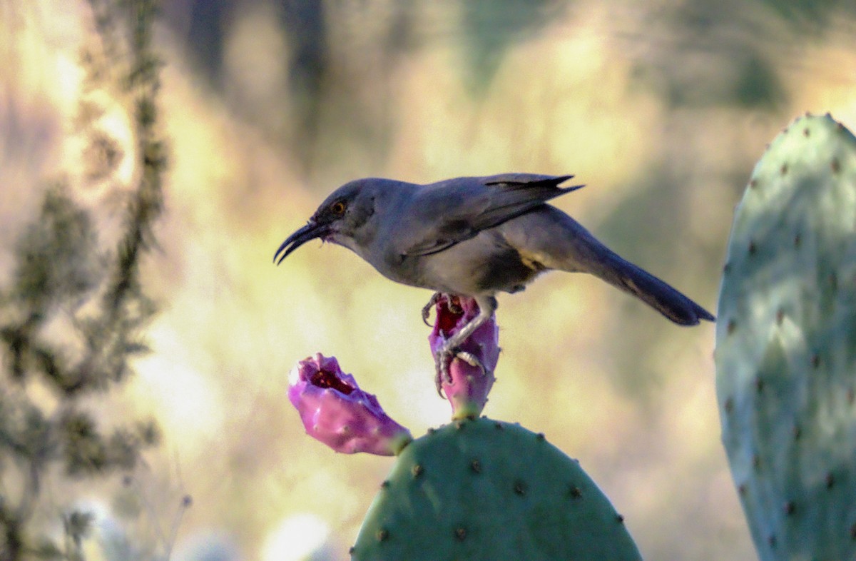 Curve-billed Thrasher - ML623859454