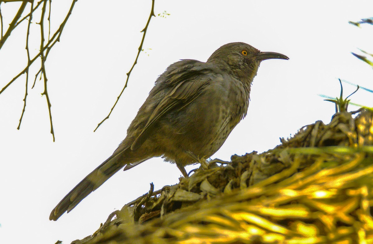 Curve-billed Thrasher - ML623859455