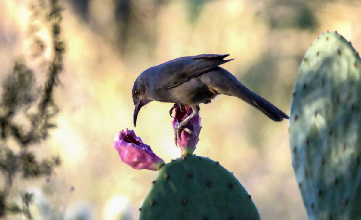 Curve-billed Thrasher - ML623859456