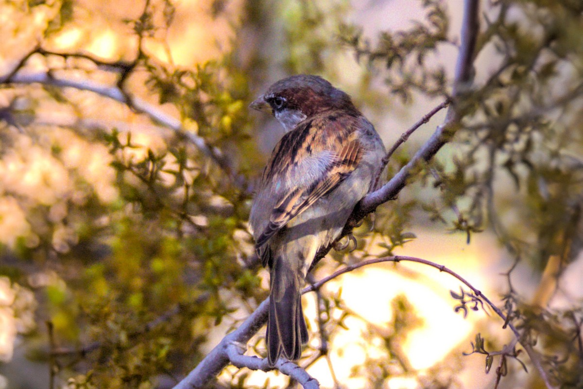 House Sparrow - ML623859467