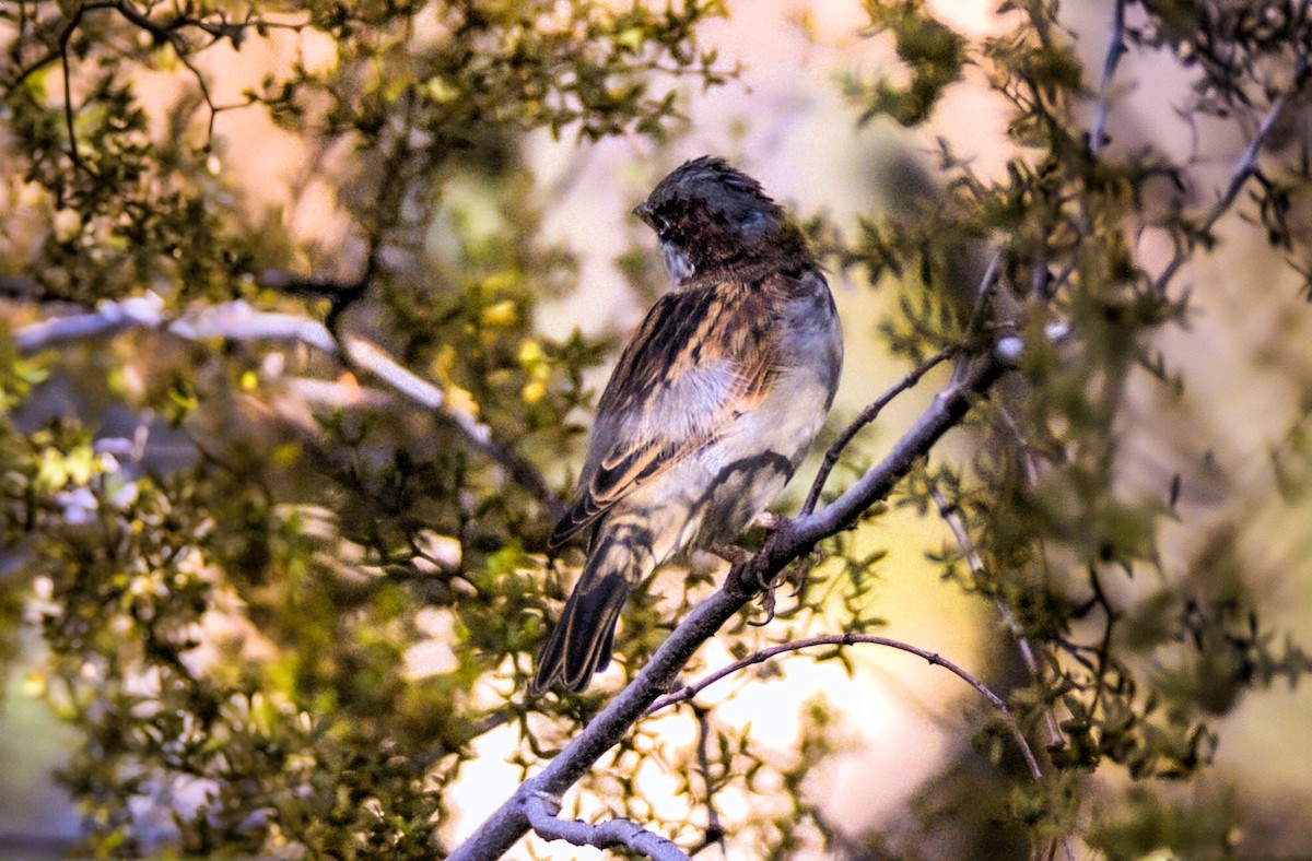 House Sparrow - ML623859468