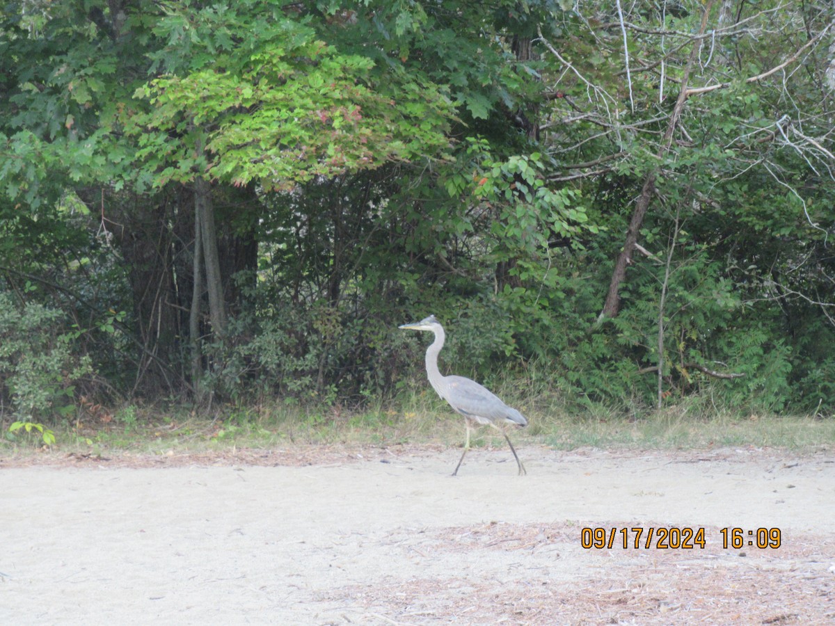 Great Blue Heron - ML623859470