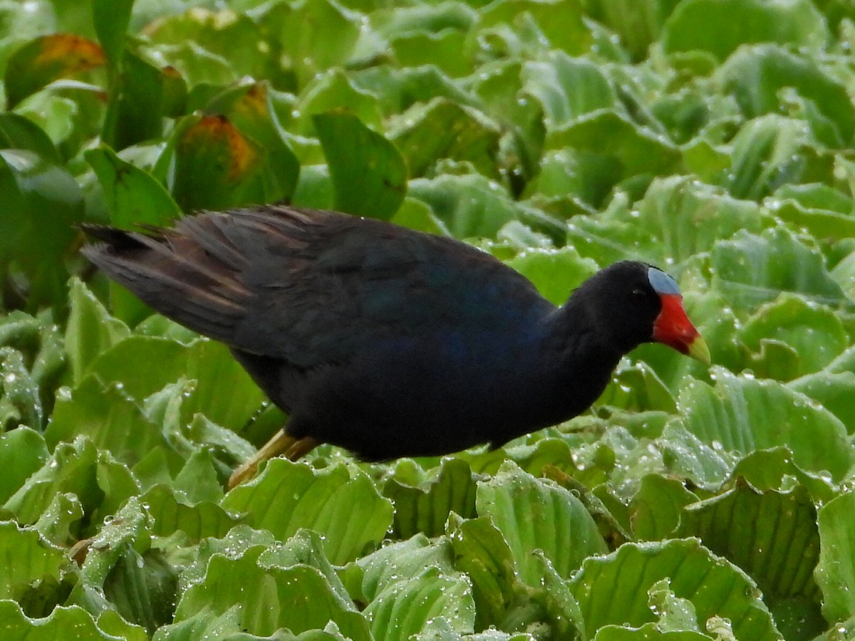 Purple Gallinule - ML623859474