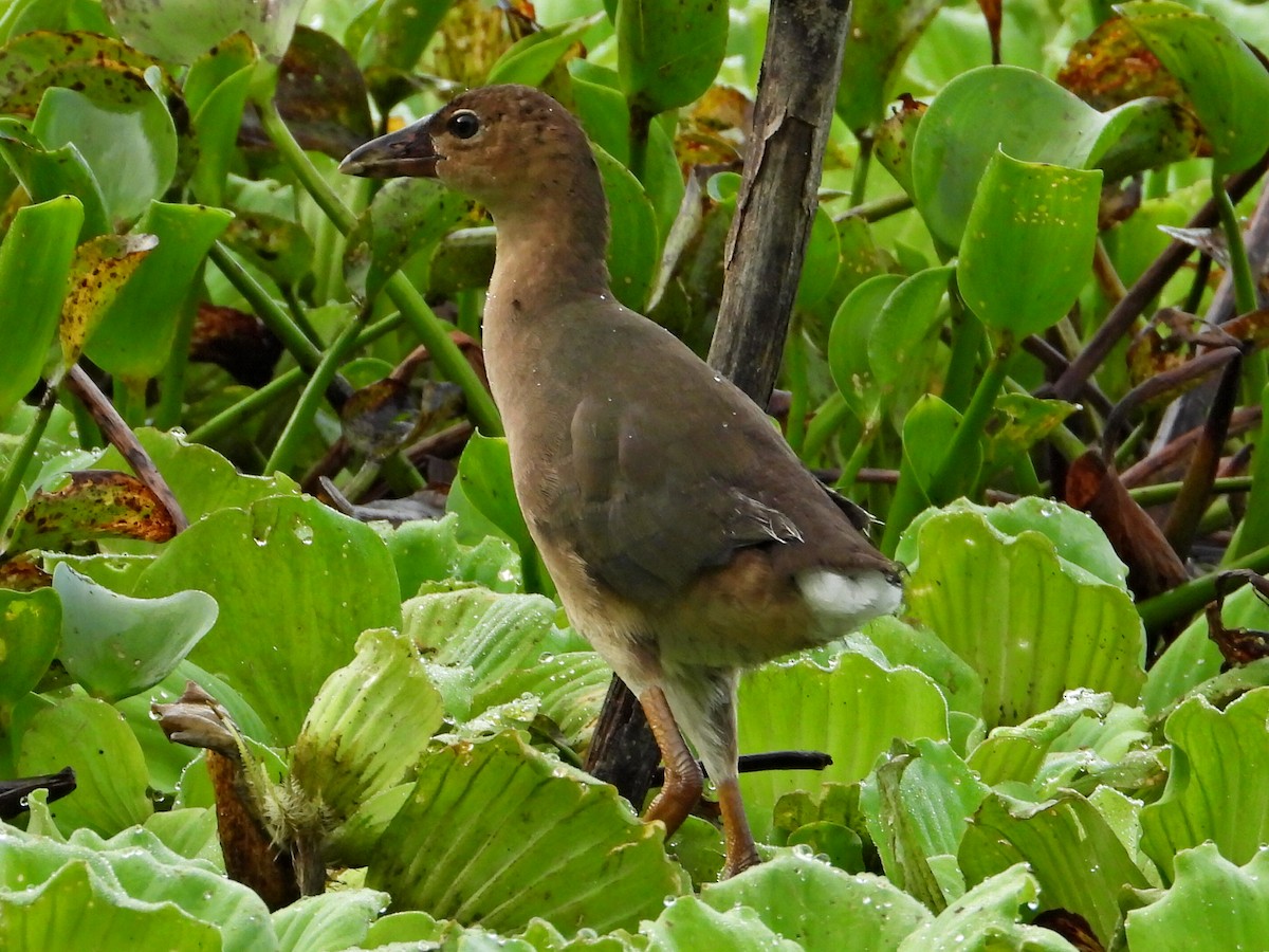 Pollo sultano della Martinica - ML623859475