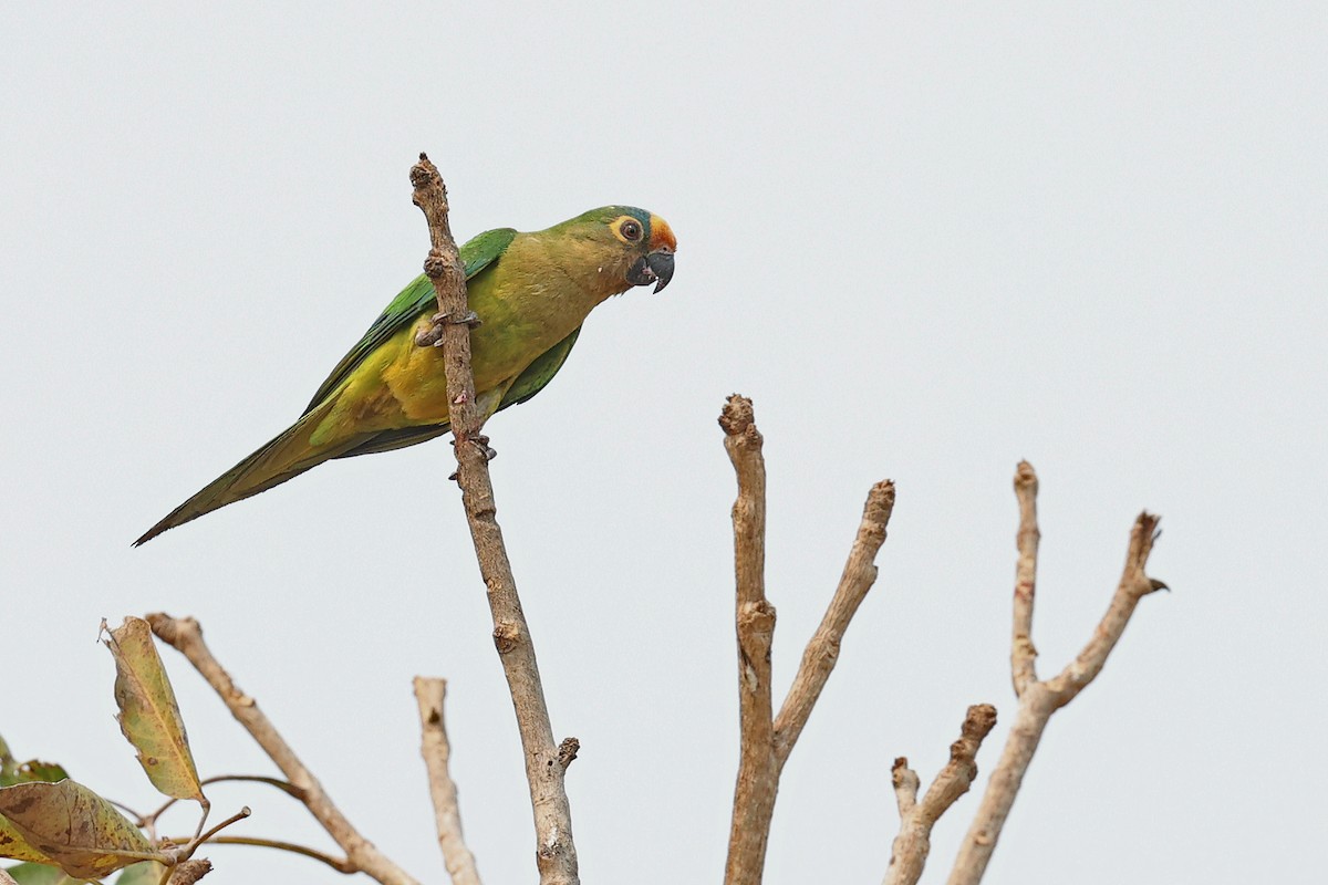 Peach-fronted Parakeet - Michael O'Brien