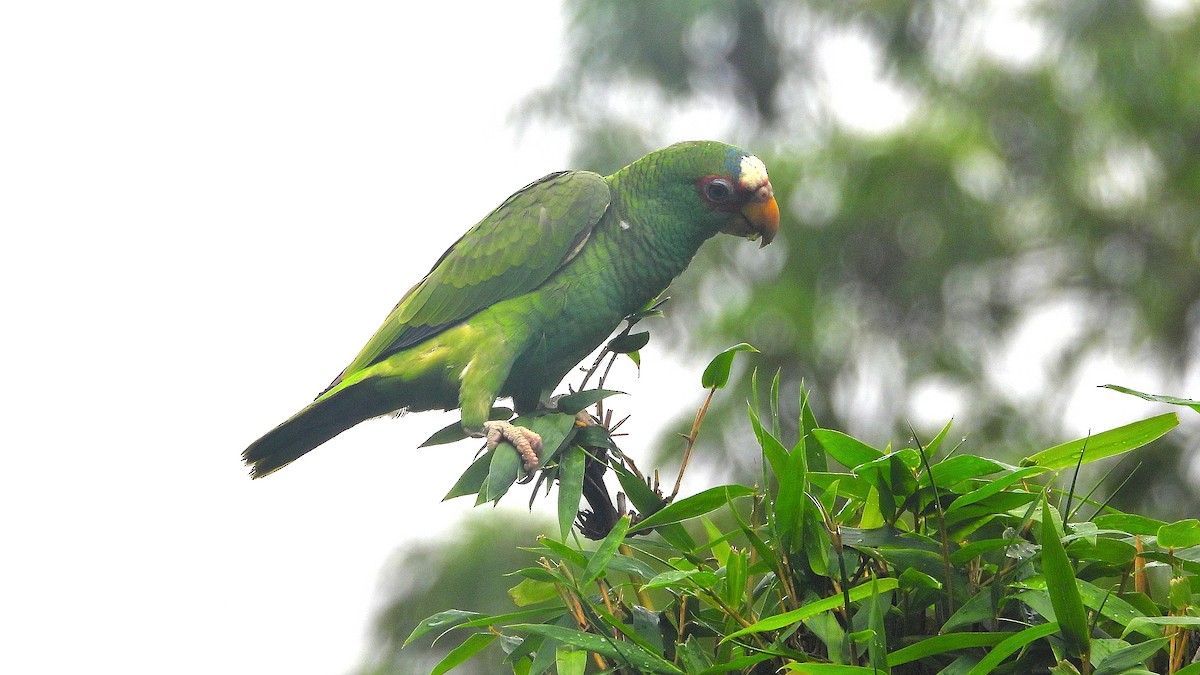 White-fronted Parrot - ML623859492