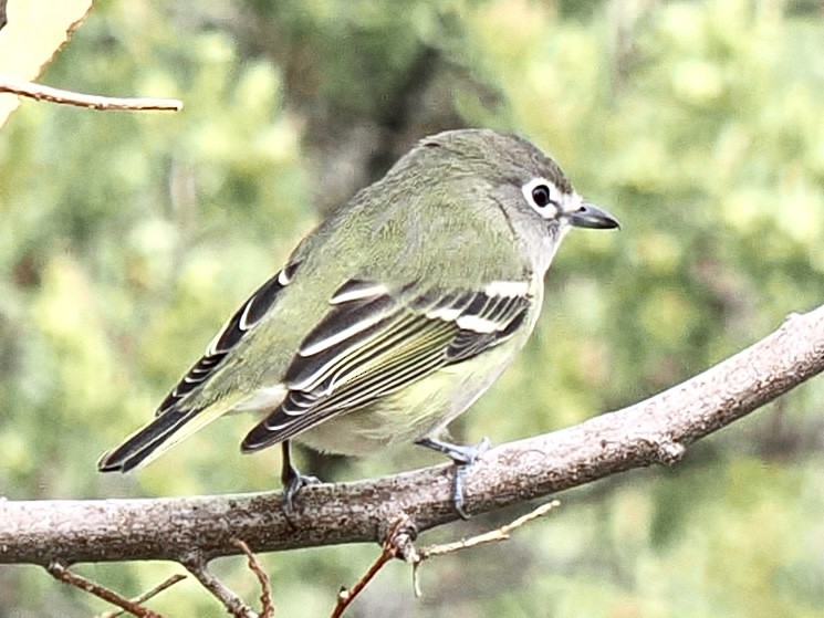 Cassin's Vireo - ML623859500