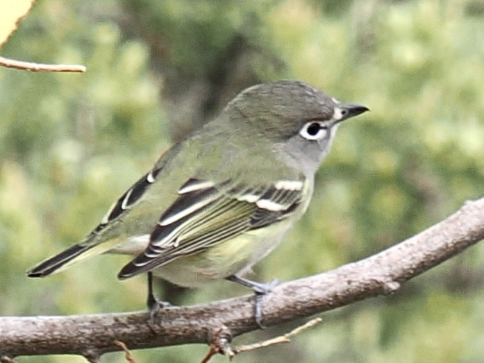 Cassin's Vireo - ML623859501