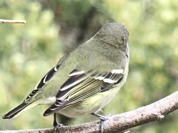 Cassin's Vireo - ML623859502