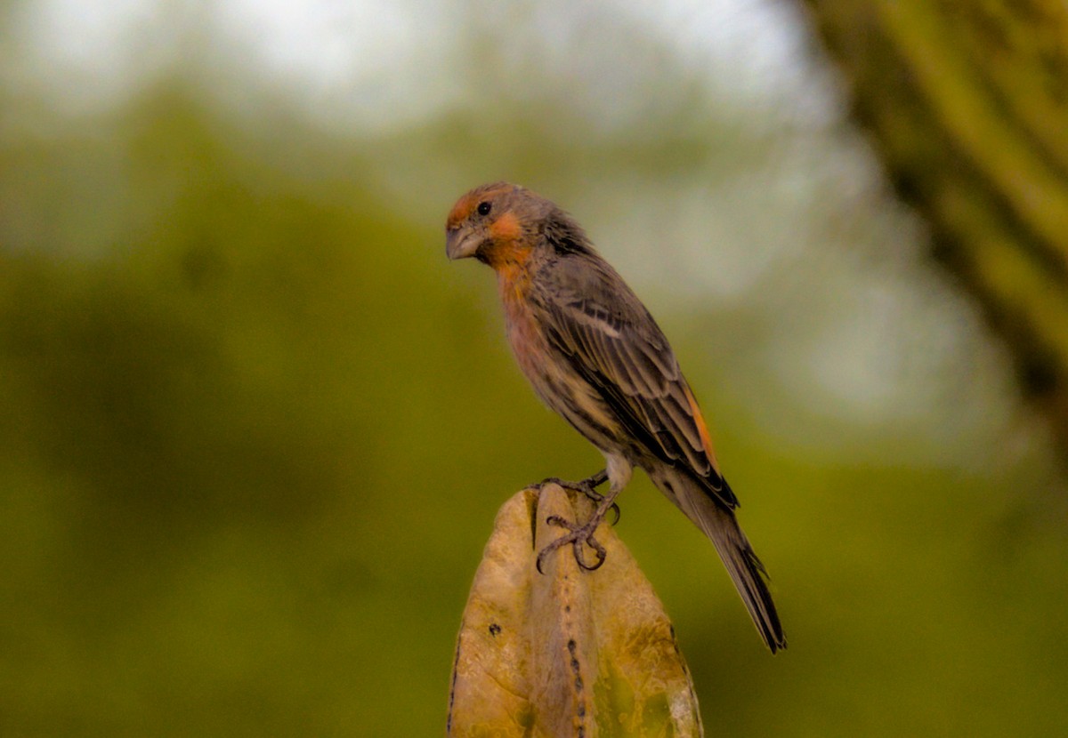 House Finch - ML623859512