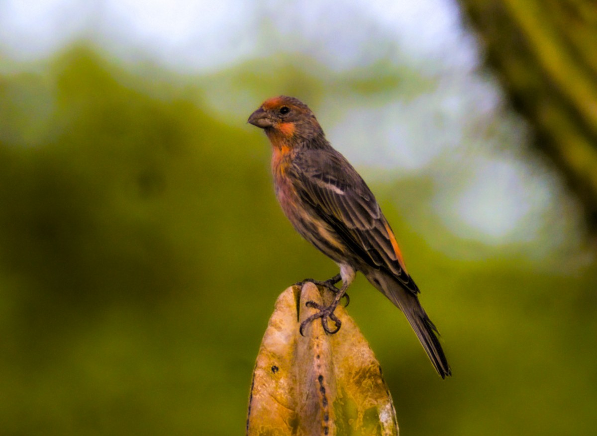 House Finch - ML623859513