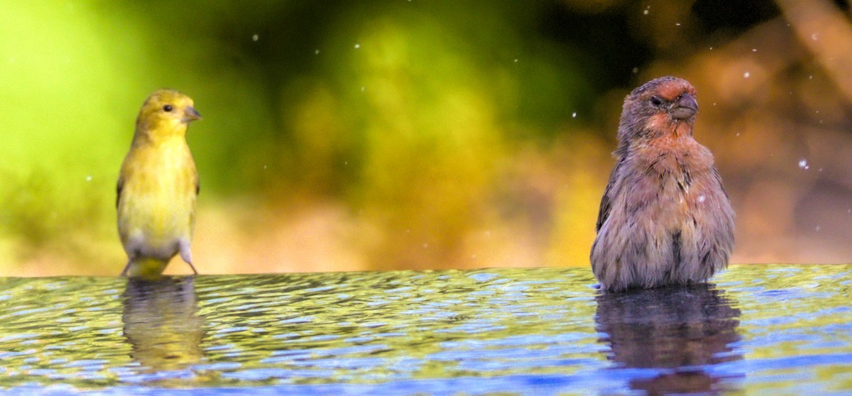 House Finch - ML623859517