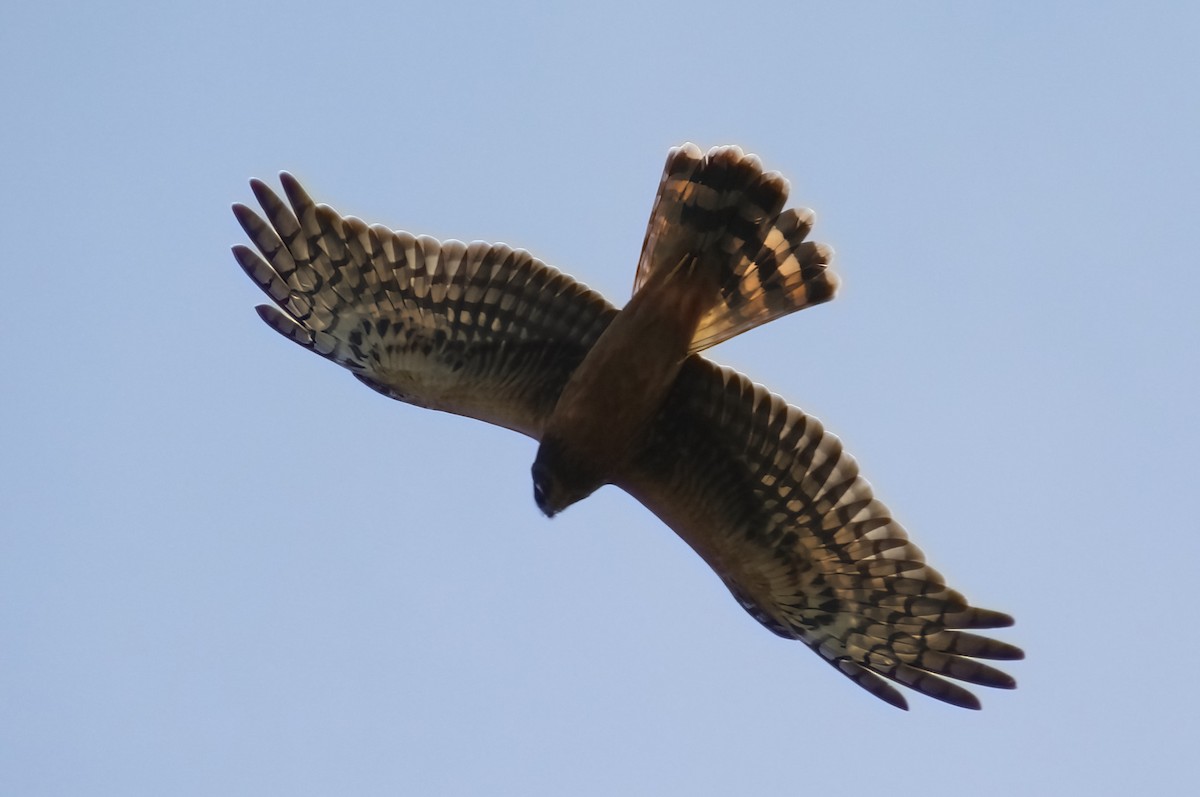 Northern Harrier - ML623859541