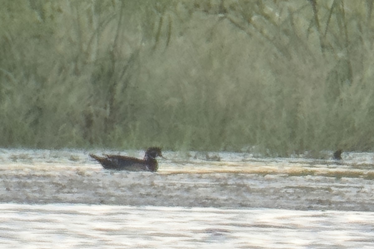 Wood Duck - ML623859544