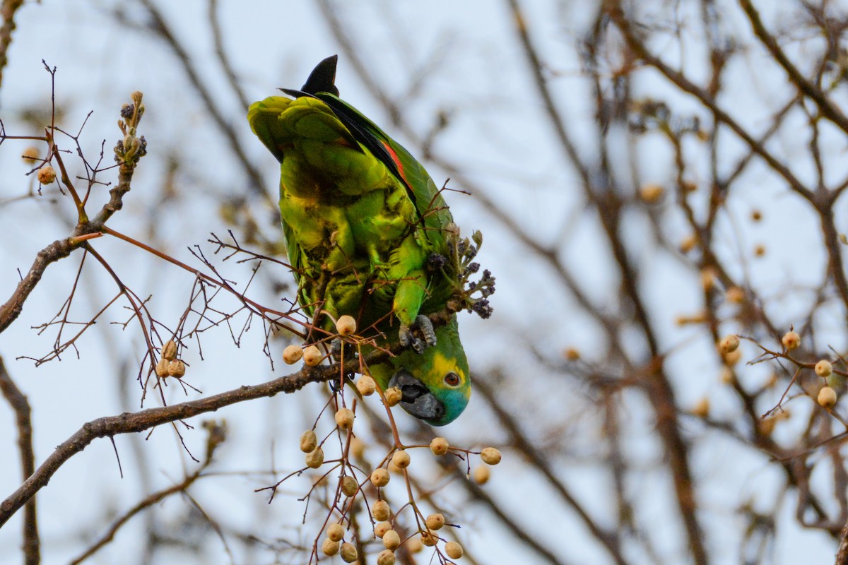 Turquoise-fronted Parrot - ML623859566