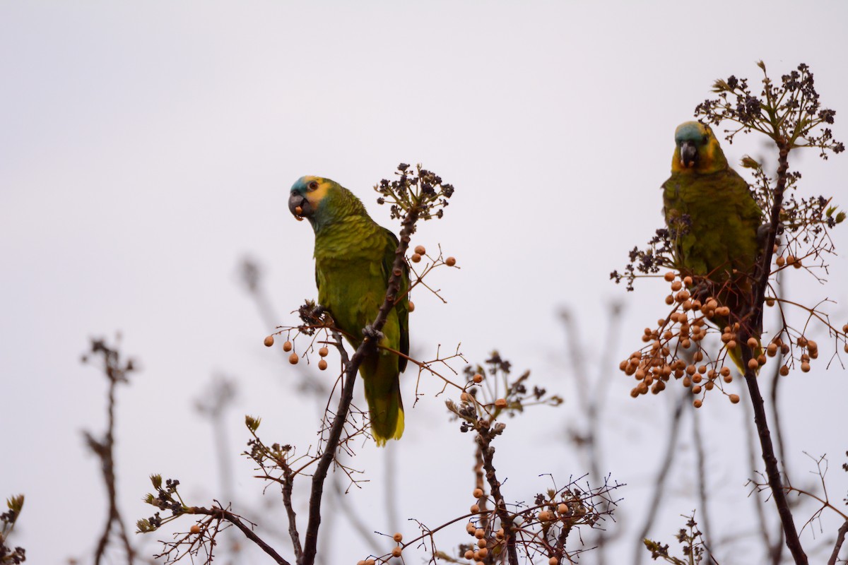 Turquoise-fronted Parrot - ML623859568