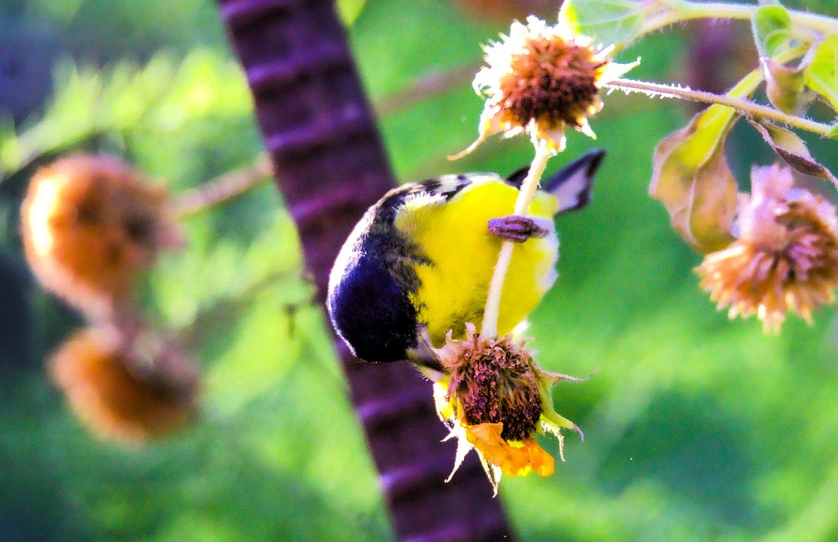 Lesser Goldfinch - ML623859574