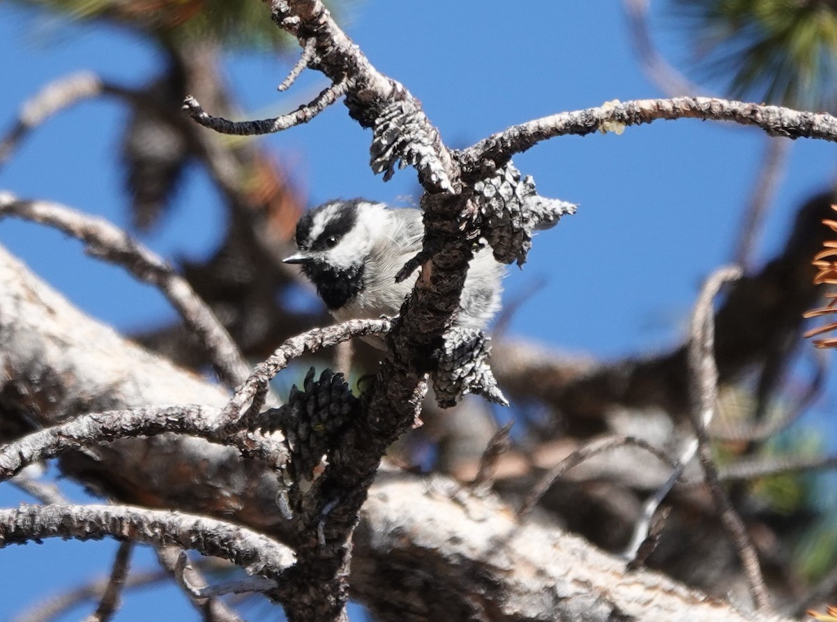 Mountain Chickadee - ML623859579