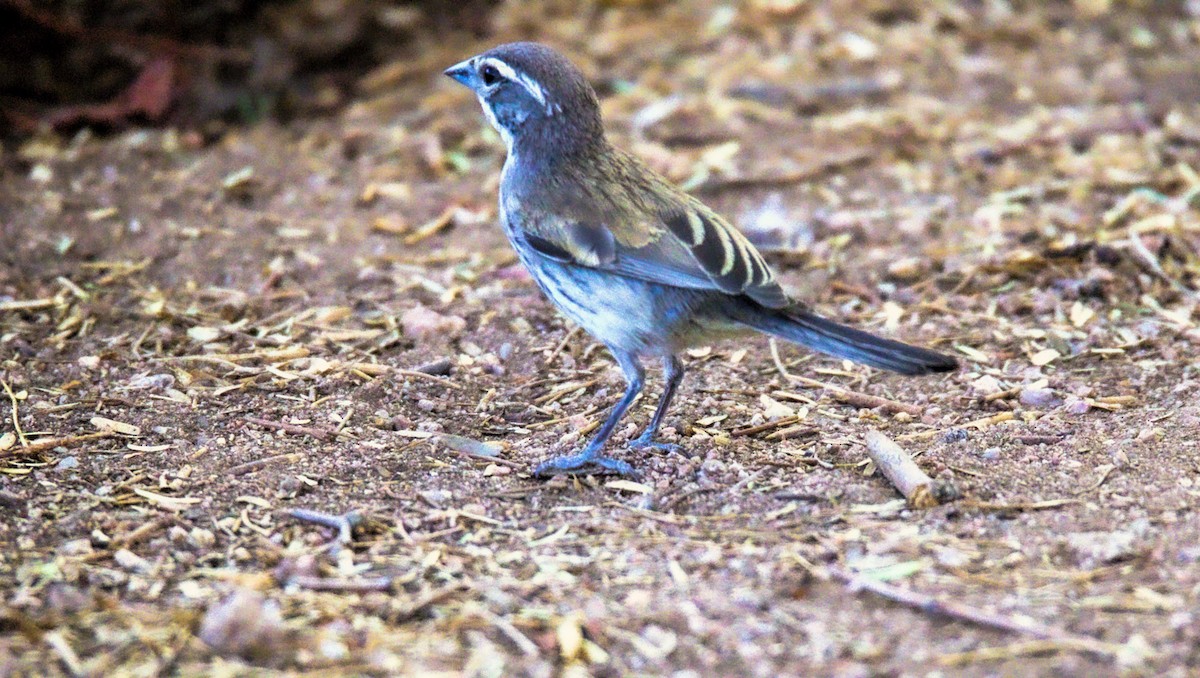 Black-throated Sparrow - ML623859600