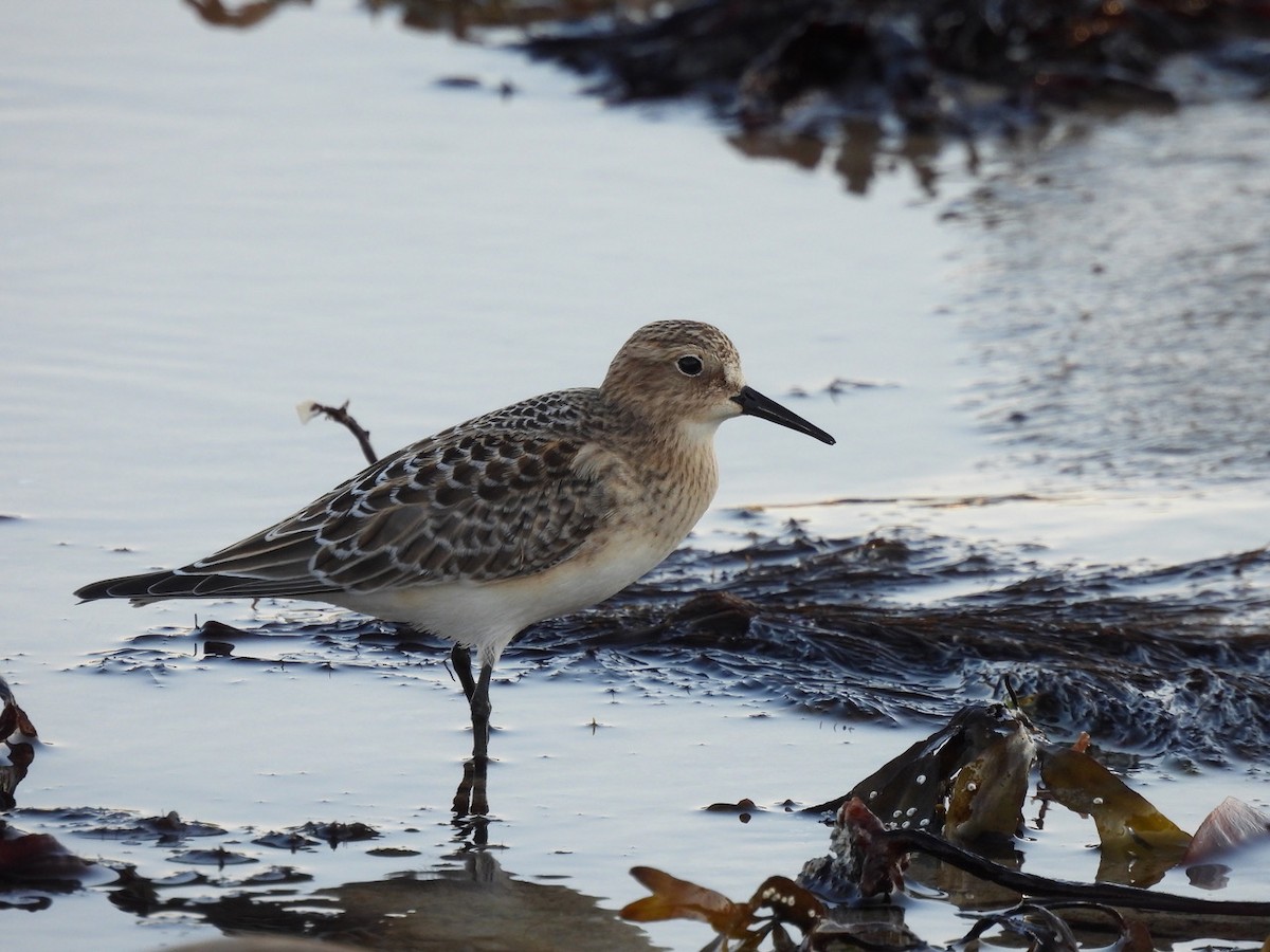 Baird's Sandpiper - ML623859607