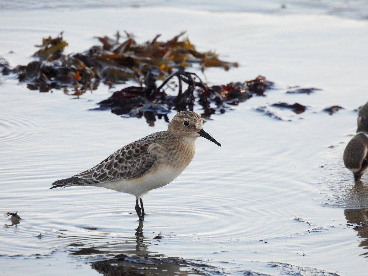 Baird's Sandpiper - ML623859623