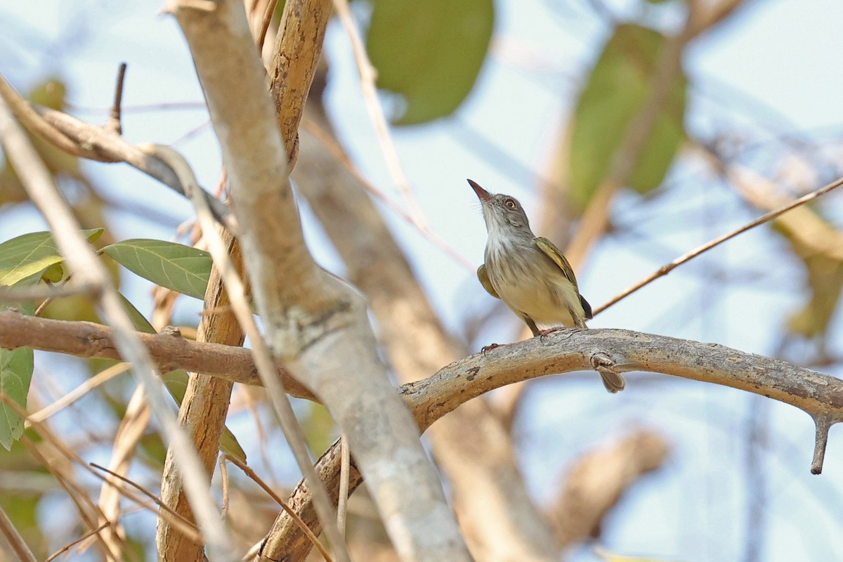 Pearly-vented Tody-Tyrant - ML623859624