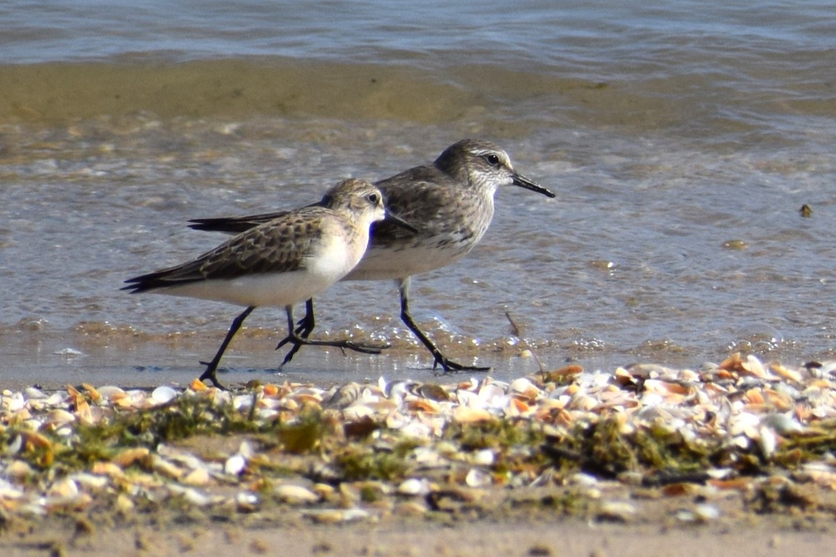 White-rumped Sandpiper - Andrew Naert