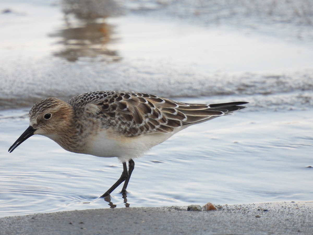 Baird's Sandpiper - Emmanuel Hains