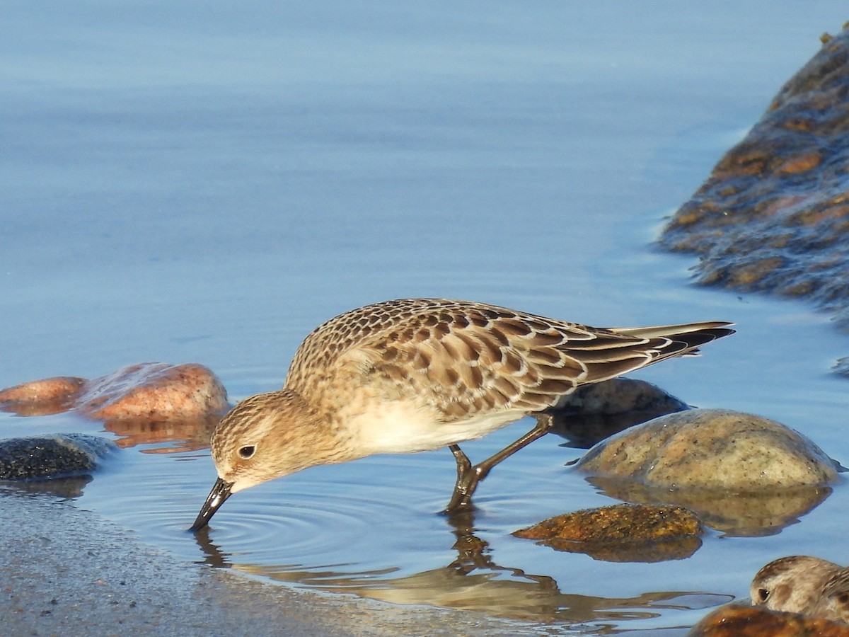 Baird's Sandpiper - ML623859681