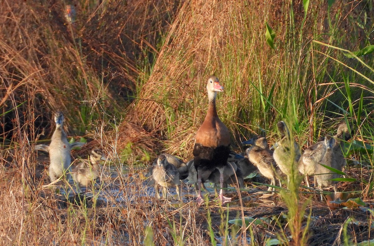 Black-bellied Whistling-Duck - ML623859710