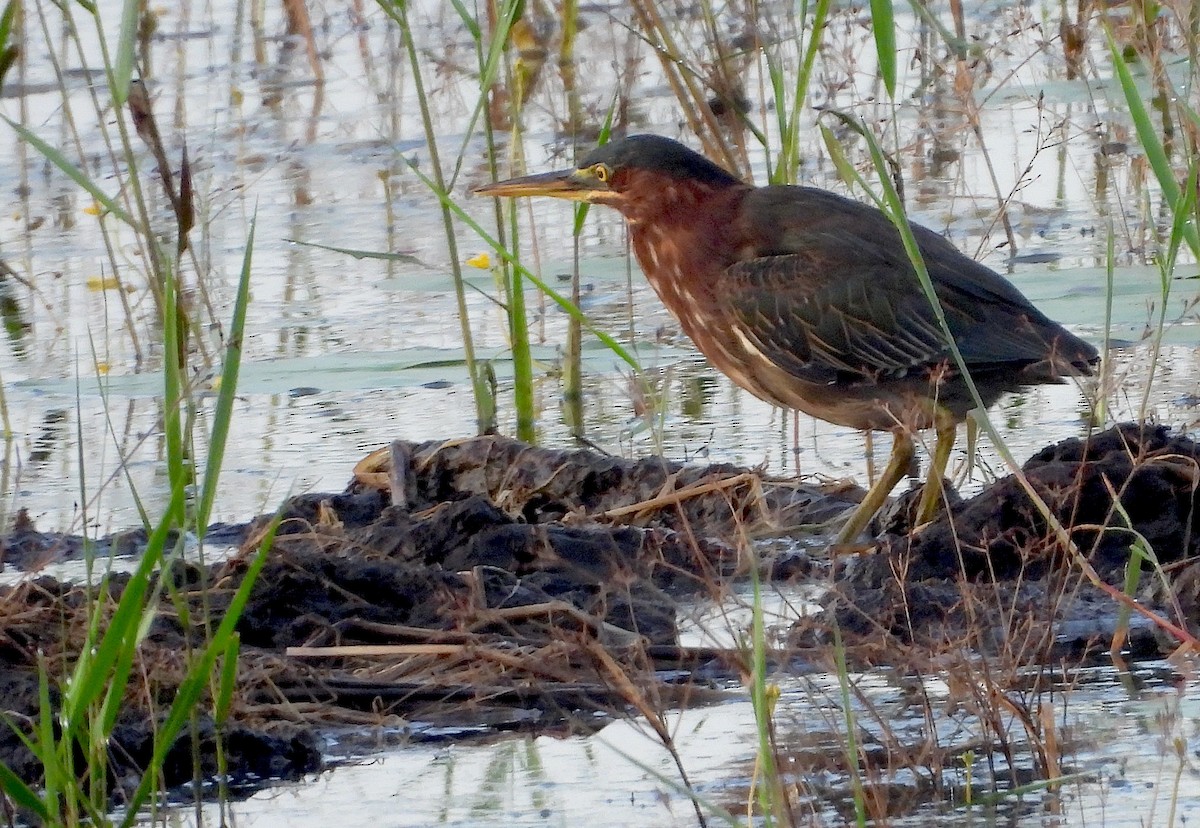 Green Heron - ML623859717