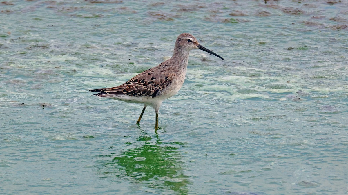 Stilt Sandpiper - Curtis McCamy