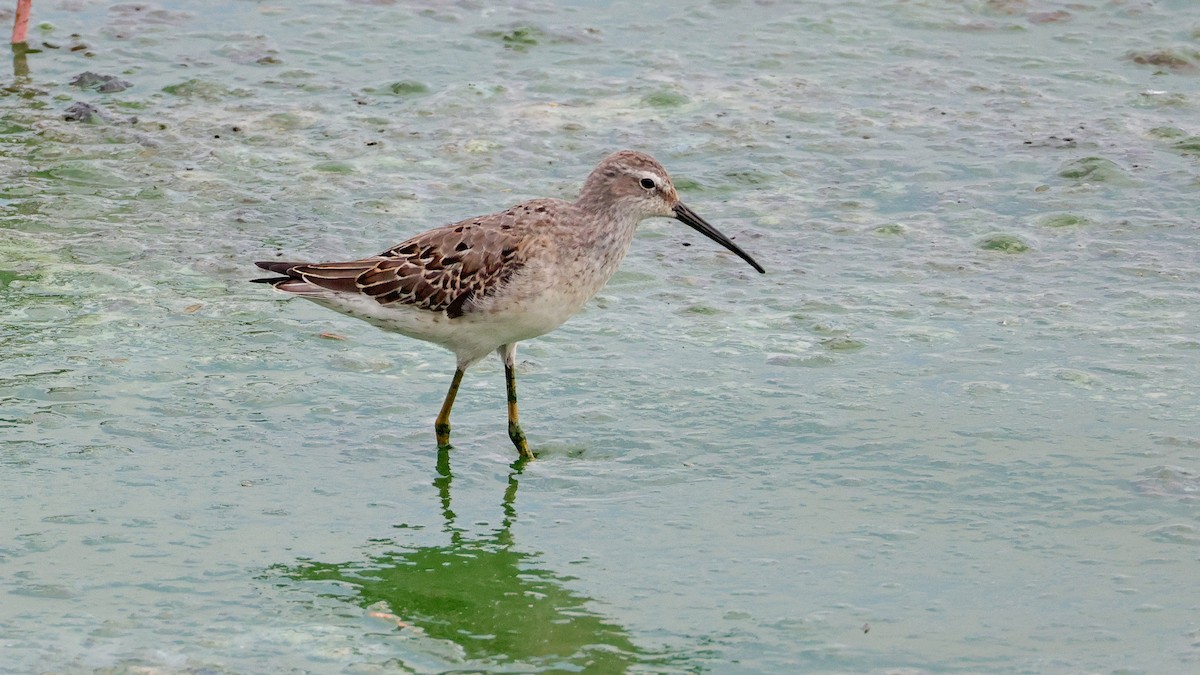 Stilt Sandpiper - Curtis McCamy