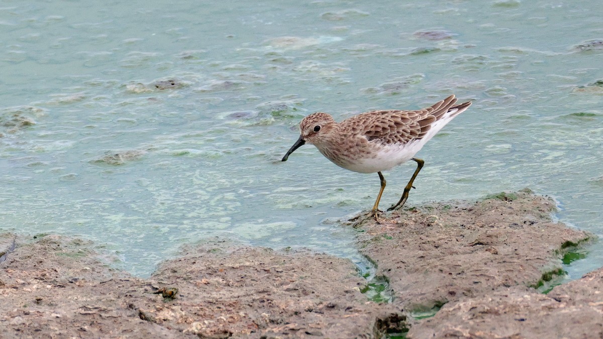 Least Sandpiper - ML623859741