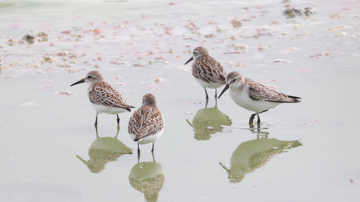 Western Sandpiper - ML623859748