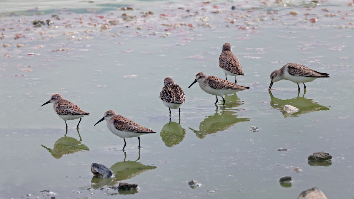 Western Sandpiper - ML623859752