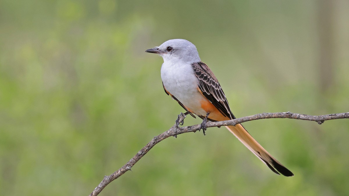 Scissor-tailed Flycatcher - ML623859758