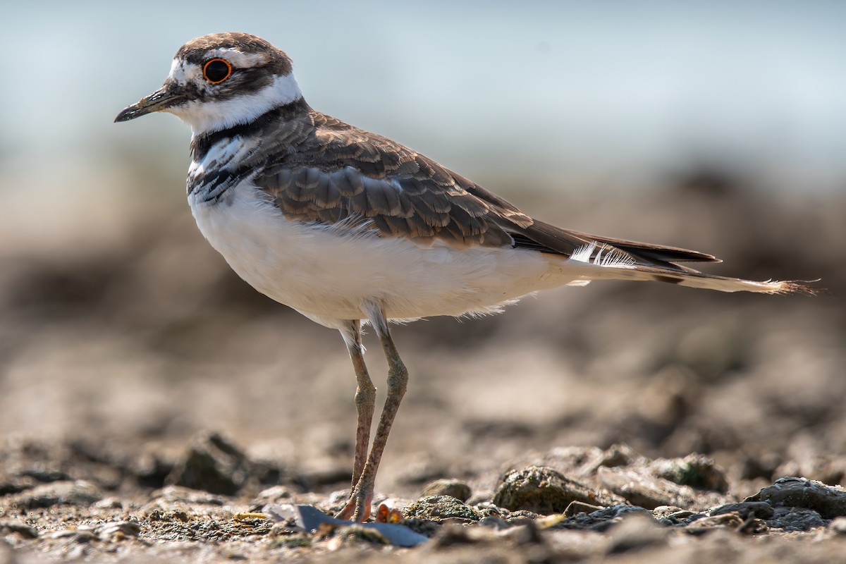 Killdeer - Tim Vellutini