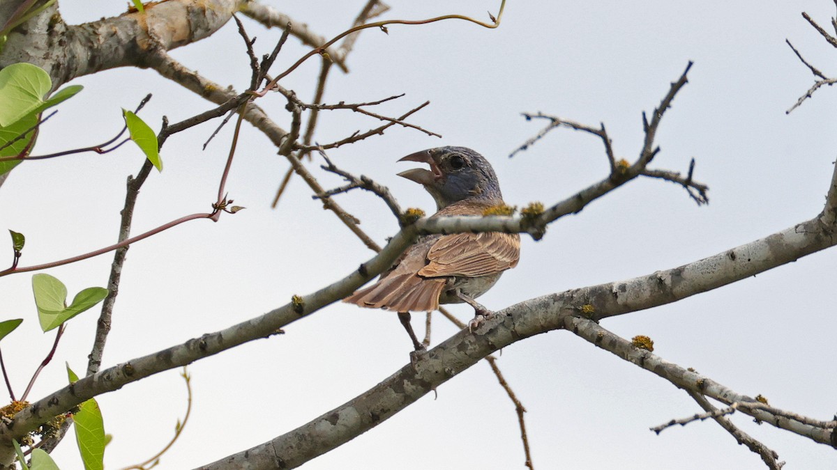 Blue Grosbeak - ML623859773