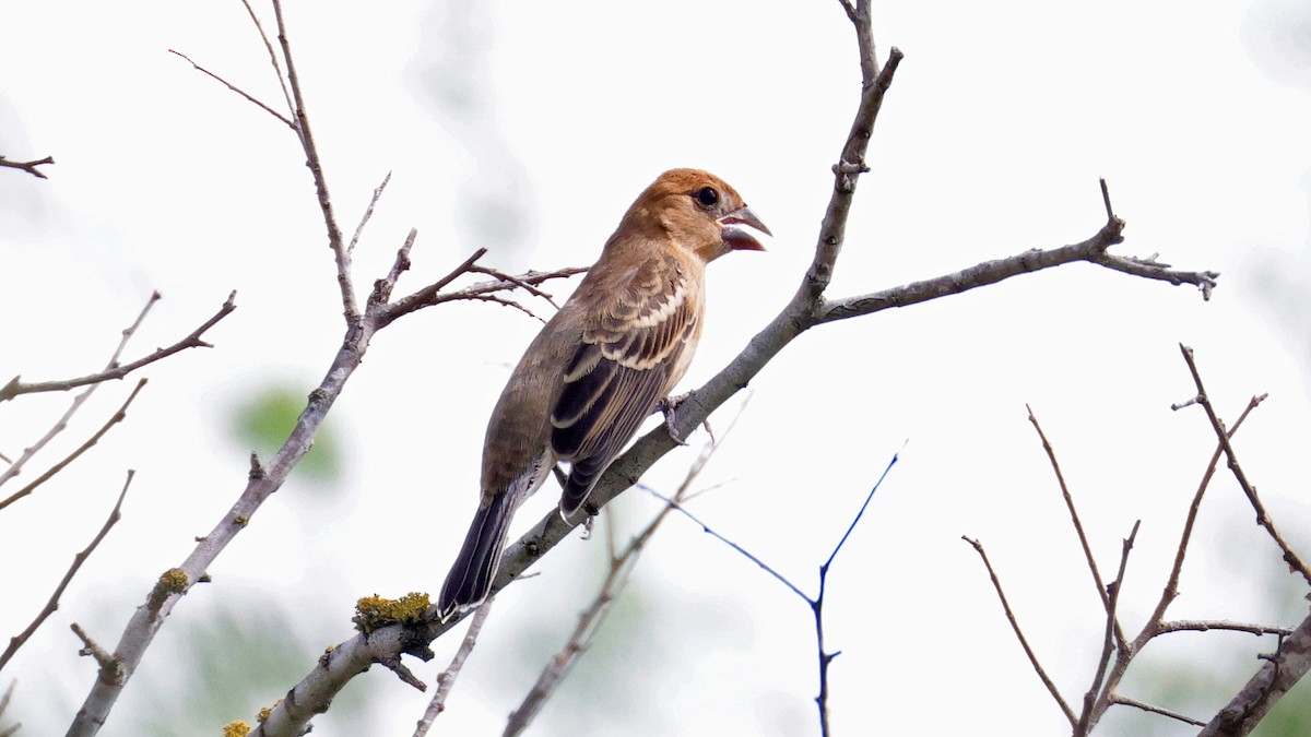 Blue Grosbeak - Curtis McCamy