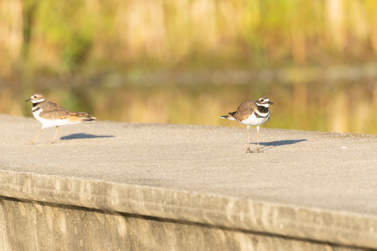 Killdeer - ML623859784