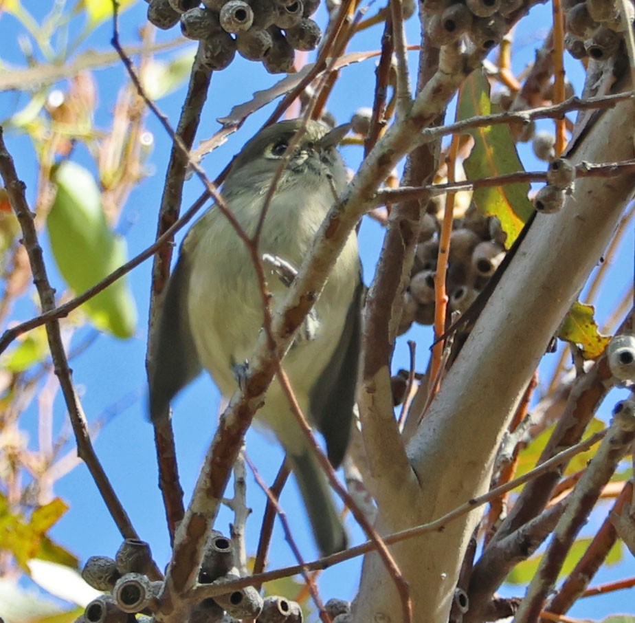 Hutton's Vireo - ML623859824