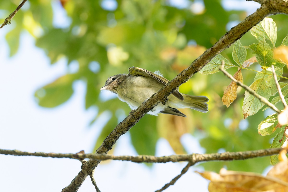 Red-eyed Vireo - Amy Rangel