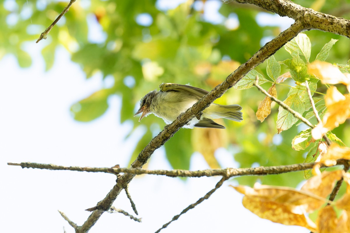 Red-eyed Vireo - ML623859833