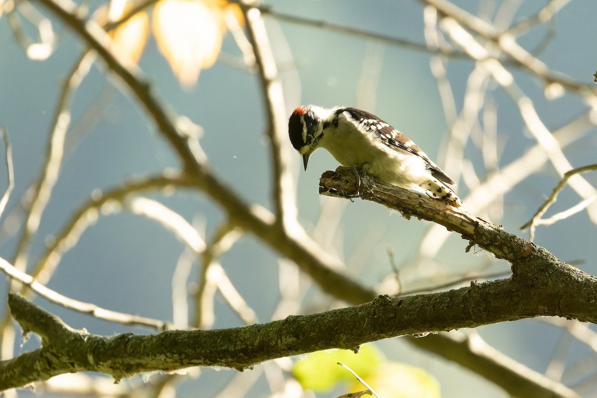 Downy Woodpecker - ML623859854