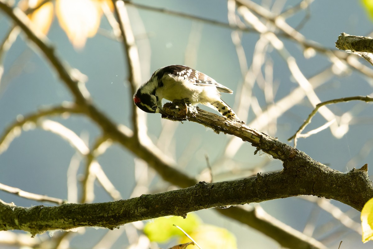 Downy Woodpecker - ML623859861