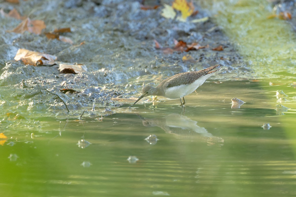 Solitary Sandpiper - ML623859868