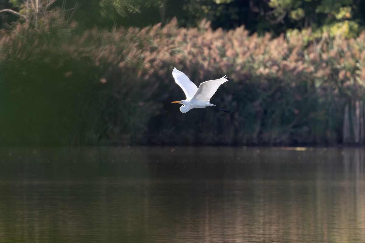 Great Egret - ML623859878